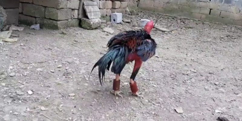 Cách chăm sóc cho chiến kê sau khi thi đấu, thực hiện đòn đá liên hoàn cước